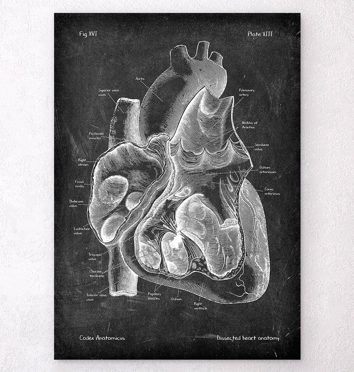 Dissected heart anatomy poster