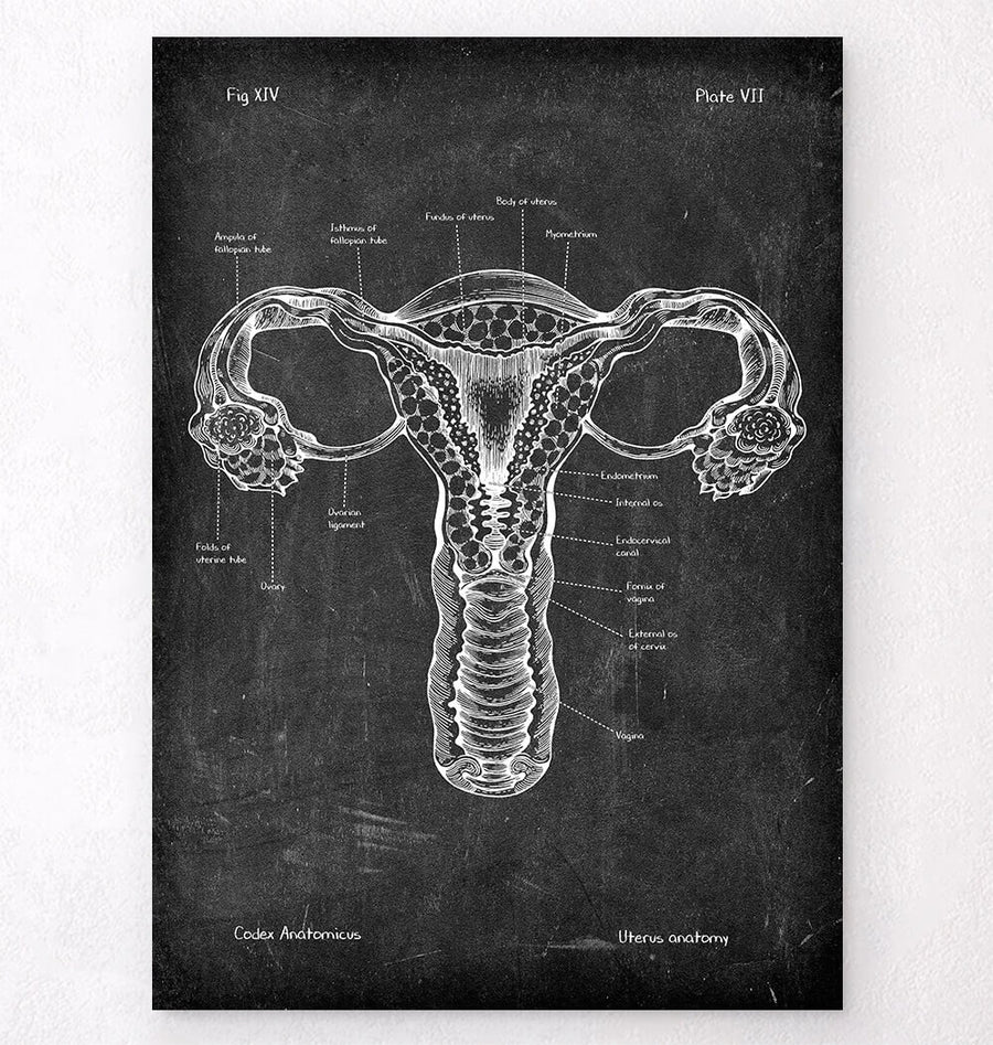 Uterus anatomy poster