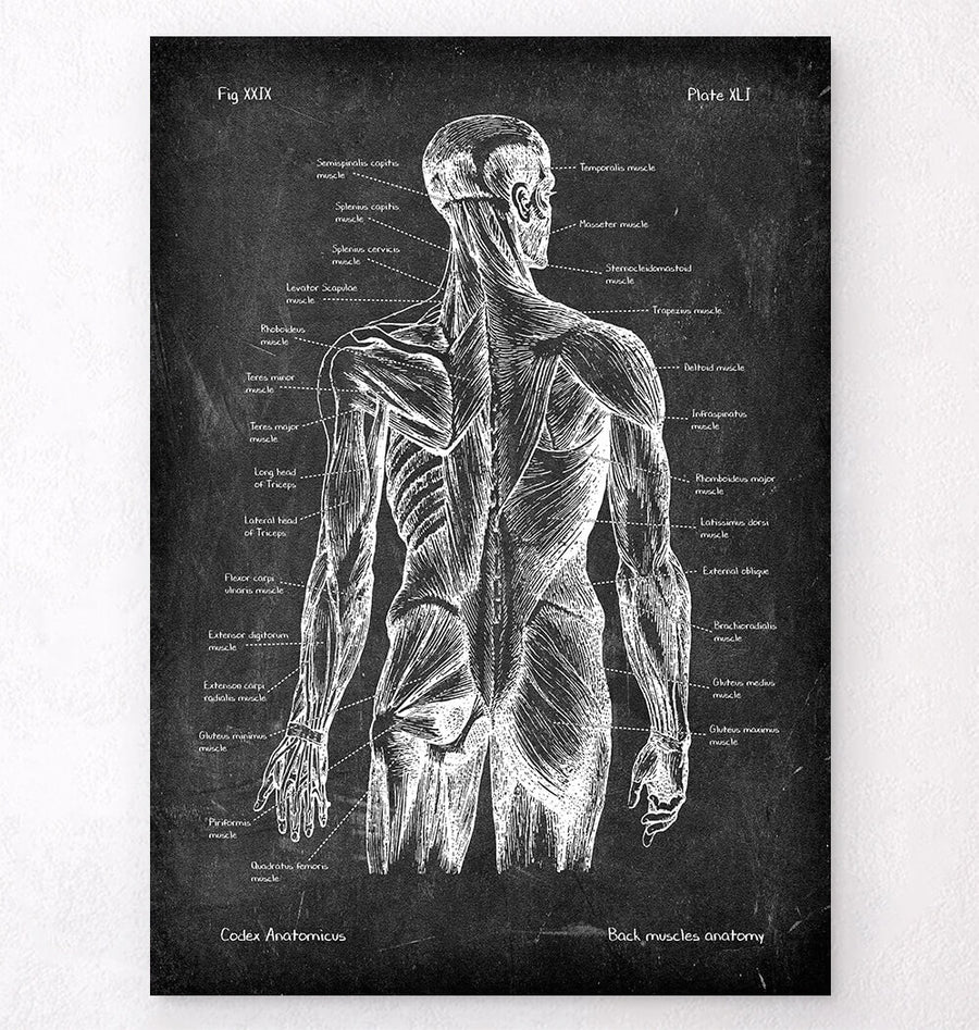 Back muscles anatomy poster