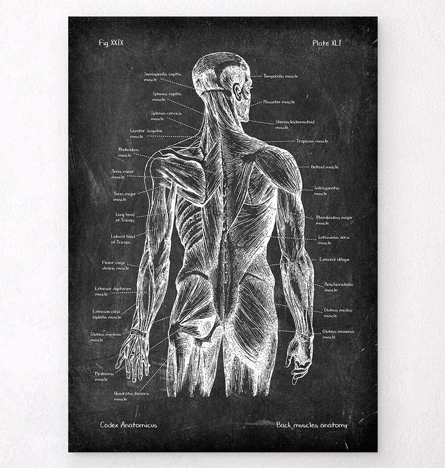 Body Back Chart Back Muscles Anatomy Chart