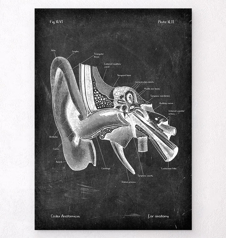 Inner ear anatomy poster