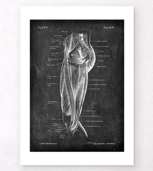 Beinmuskeln Anatomie - Chalkboard