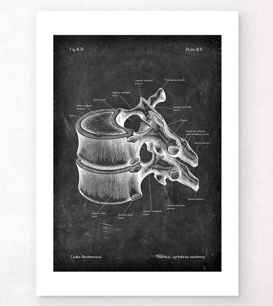Brustwirbel Anatomie - Chalkboard