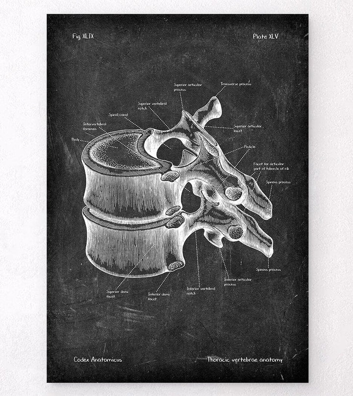 Thoracic vertebra poster
