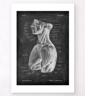 Rumpfmuskulatur Anatomie - Chalkboard