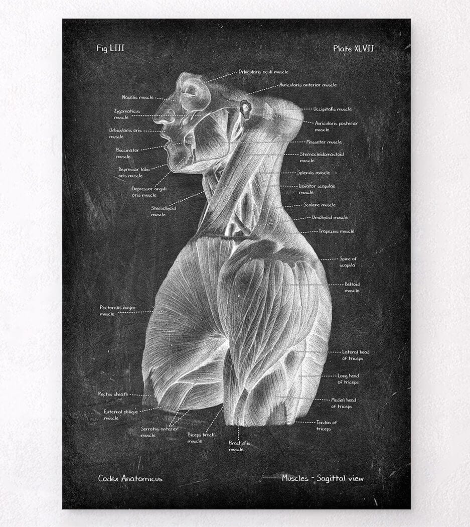 Anatomie Des Muscles Du Torse Tirage Art Codex Anatomicus 4519