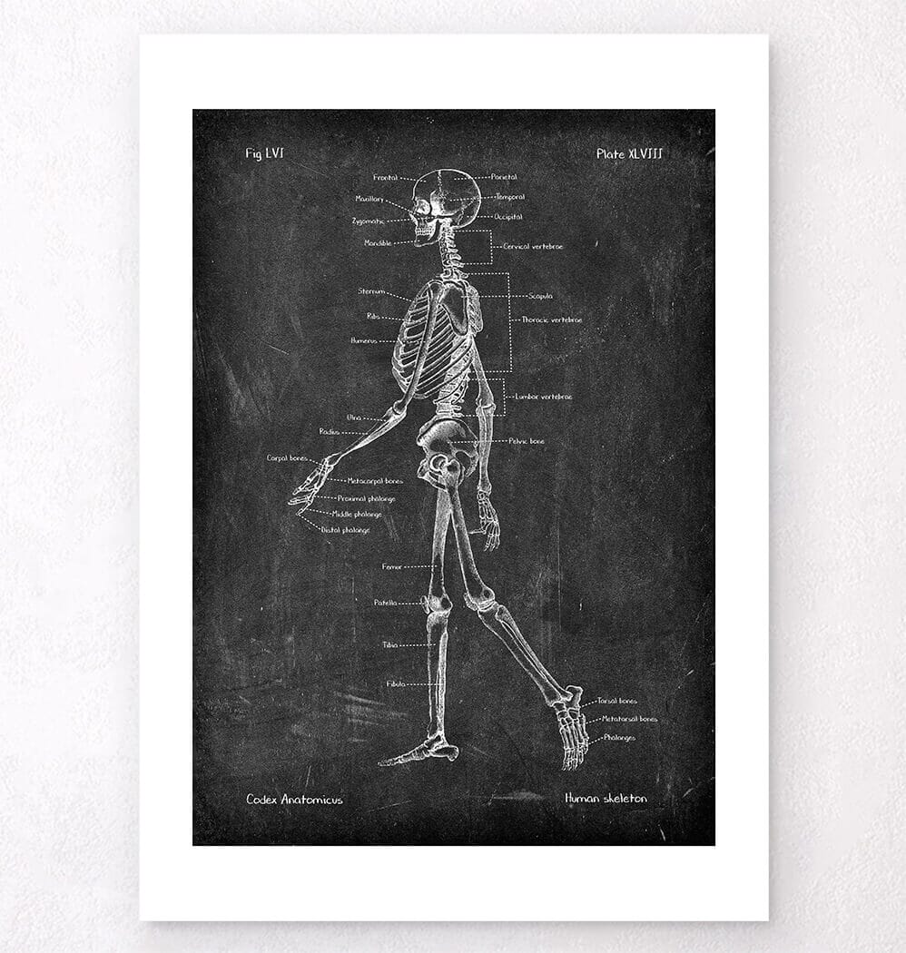 Skeleton chart - Chalkboard Style - Codex Anatomicus