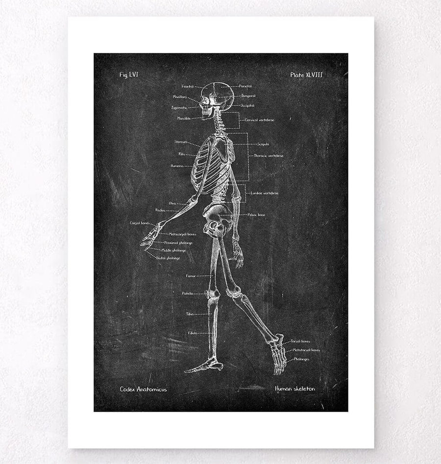 Skeleton poster