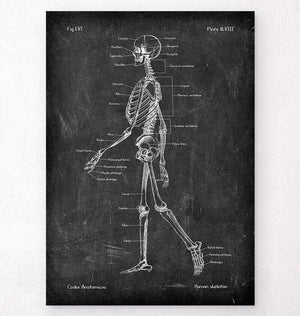 Skeleton chart