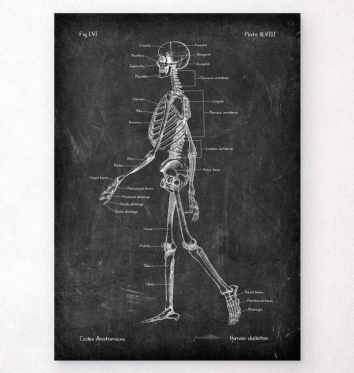 Skeleton chart