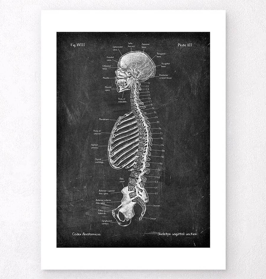 Skeleton sagittal view poster