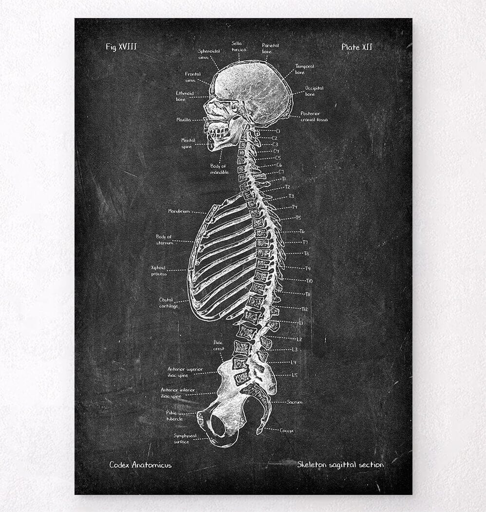 Skeleton sagittal view - Chalkboard Style - Codex Anatomicus