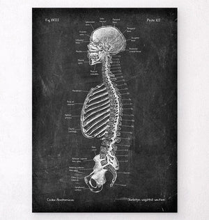 Skeleton sagittal view art print
