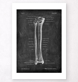 Tibia and fibula anatomy art print