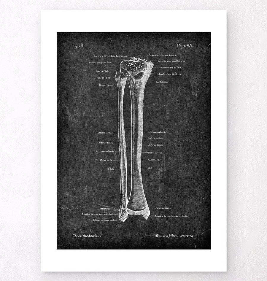 Tibia Fibia Printable Tibia and Fibula anatomy - Chalkboard Style - Codex Anatomicus