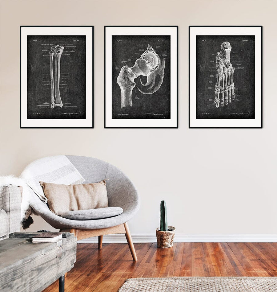 Bone anatomy art