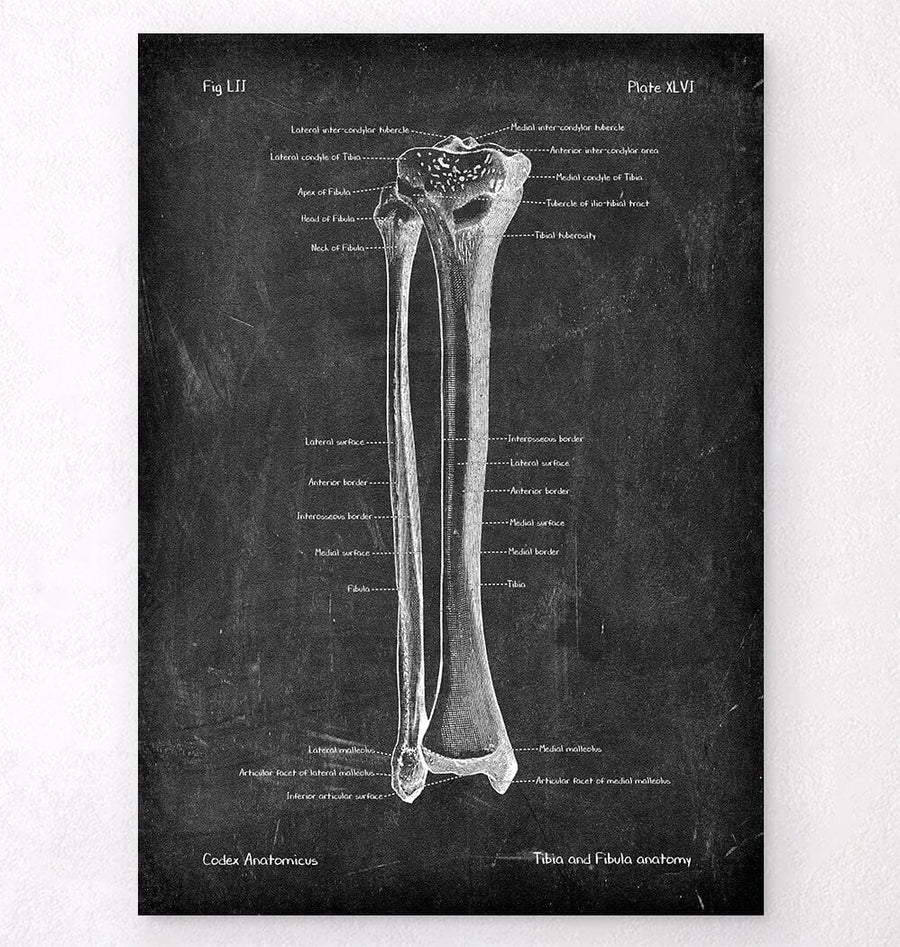 Tibia and fibula anatomy poster