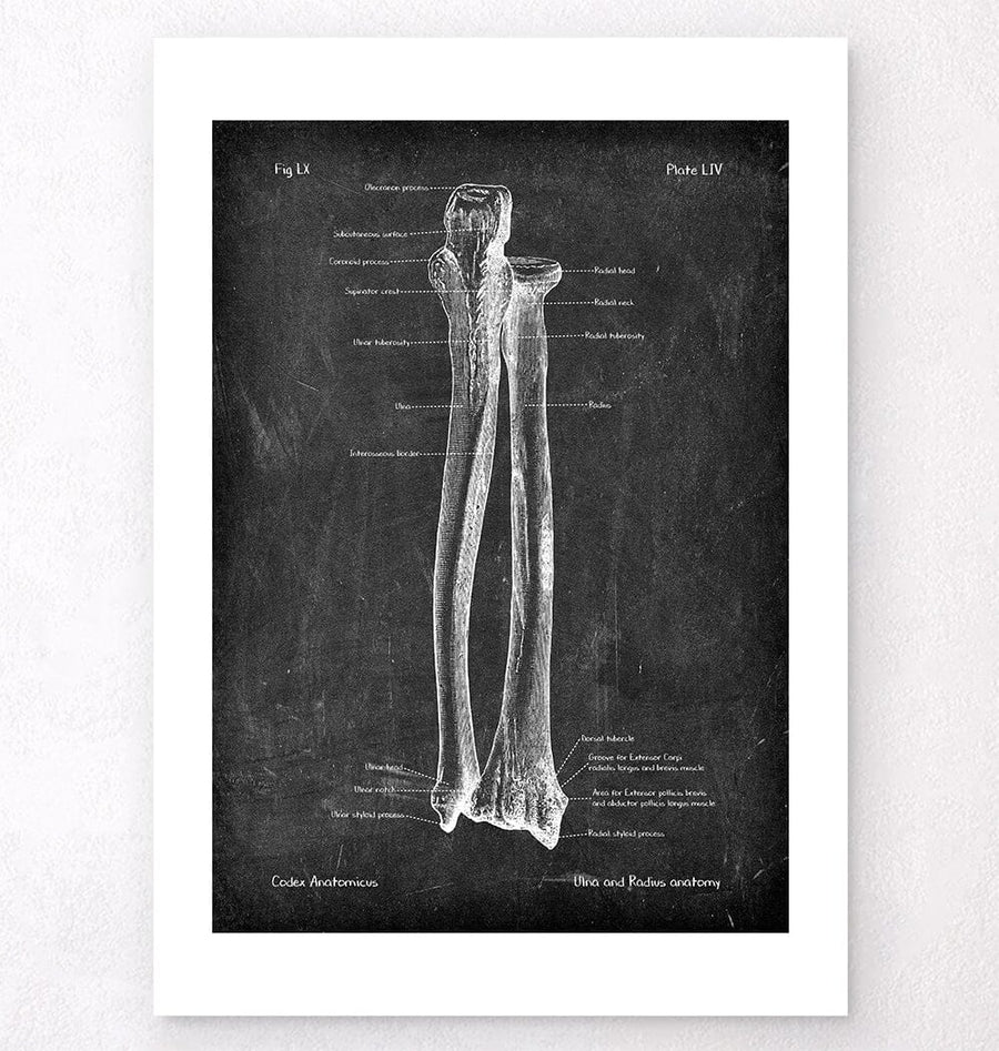 Anatomy Of Ulna And Radius Ulnar Nerve Management In Complex Elbow