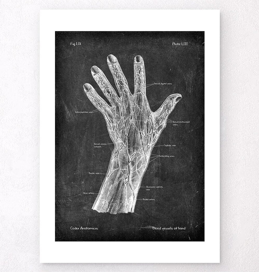 Vascular anatomy of hand