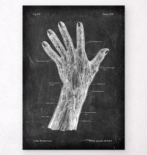 Vascular anatomy of hand 