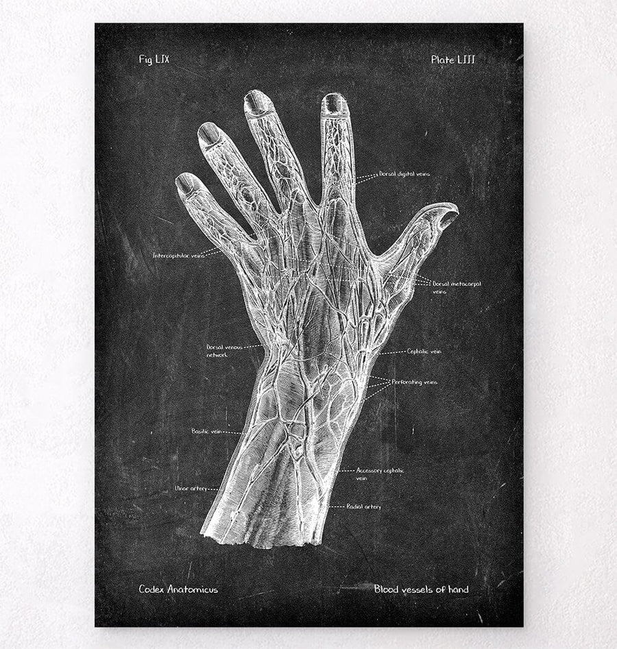 Hand Capillary Map Blood vessels of hand anatomy - Chalkboard Style - Codex Anatomicus