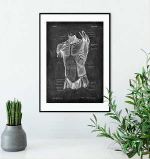 Torso muscles anatomy art