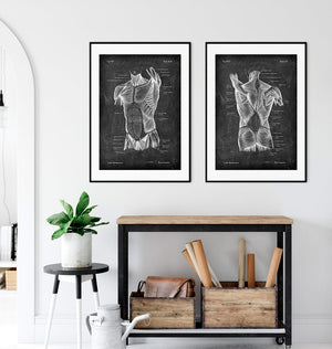 Muscles anatomy art print