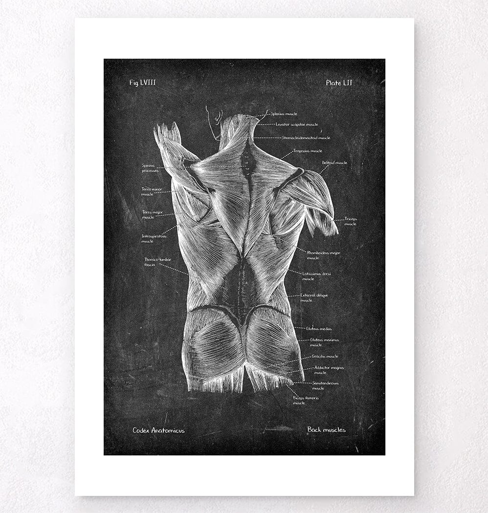 Anatomie des muscles du dos II - Tirage 'art - Codex Anatomicus