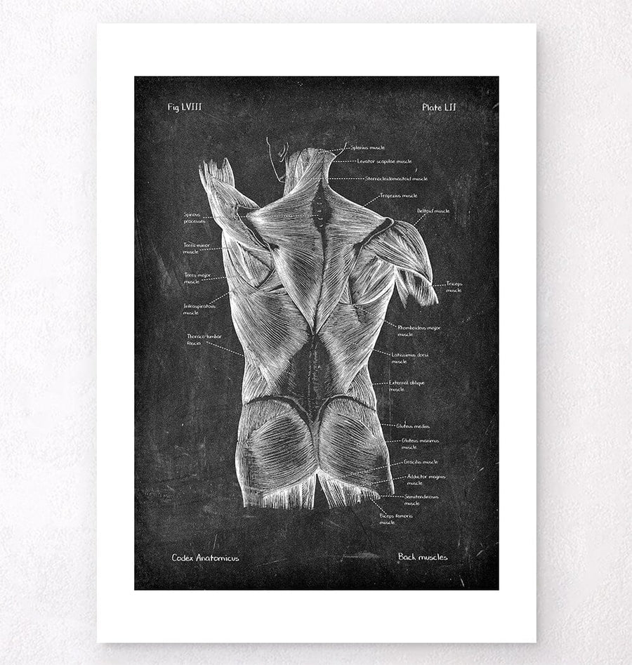 Back Dissection Pro Section Back muscles anatomy - Chalkboard Style - Codex Anatomicus