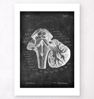 Medulla oblongata anatomy print