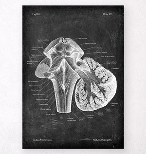 Medulla oblongata labeled anatomy poster