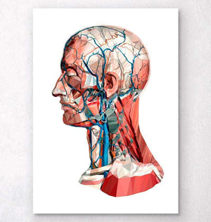 Human head anatomy