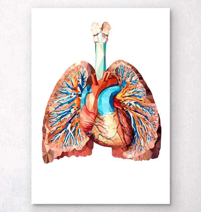 Heart and lungs art poster