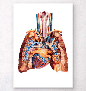 Heart and lungs art poster