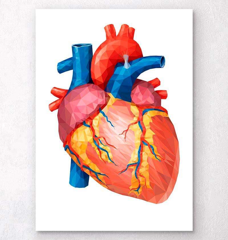 Anatomical heart art print - Colored – Codex Anatomicus