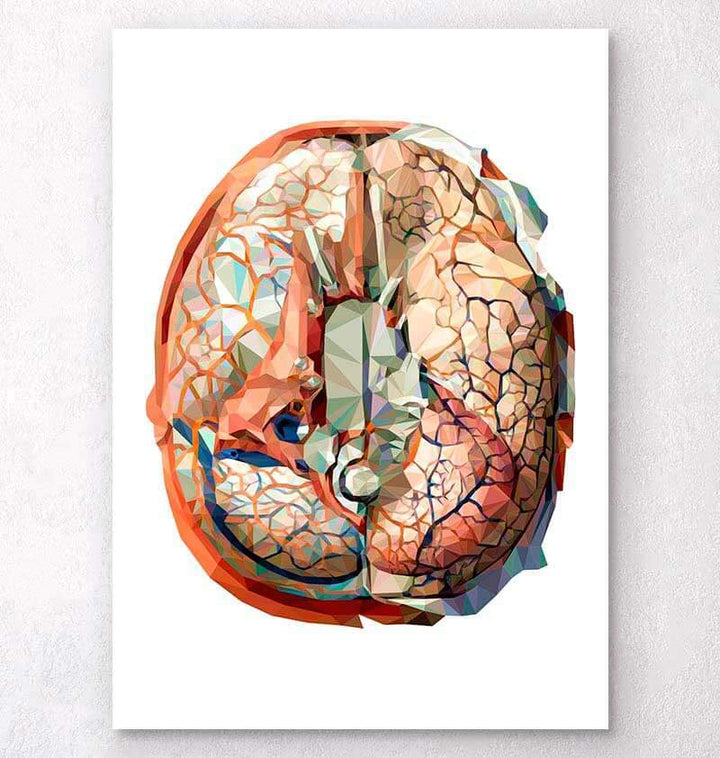 Geometry Brain Brain Anatomy - Anatomy Art - Codex Anatomicus