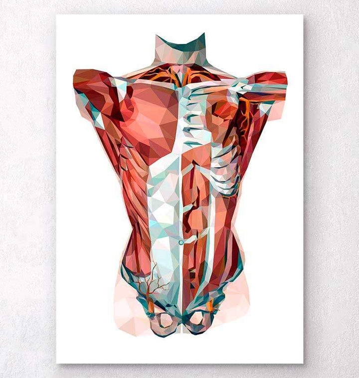 Geometrical torso anatomy art