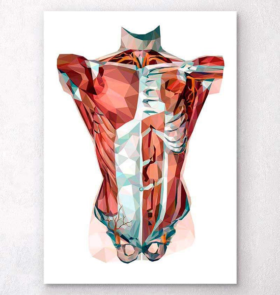 Geometrical torso anatomy art – Codex Anatomicus