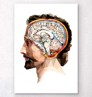 Head and brain anatomy