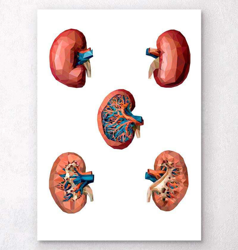 Geometrical kidney anatomy art – Codex Anatomicus