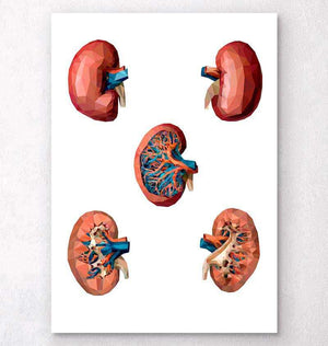 Geometrical kidney anatomy art