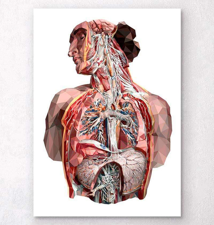 Full body human anatomy print VI