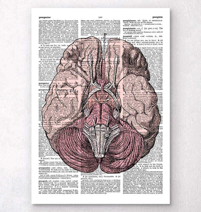 Brain anatomy dictionary art print – Codex Anatomicus