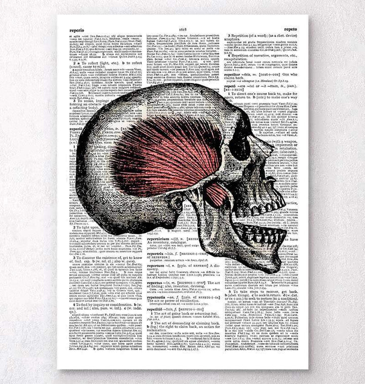 Skull anatomy dictionary art