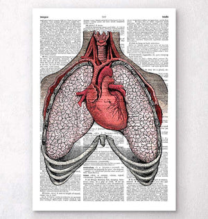 Heart and lungs