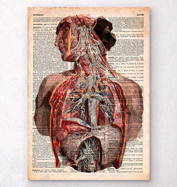Human anatomy dictionary art print – Codex Anatomicus