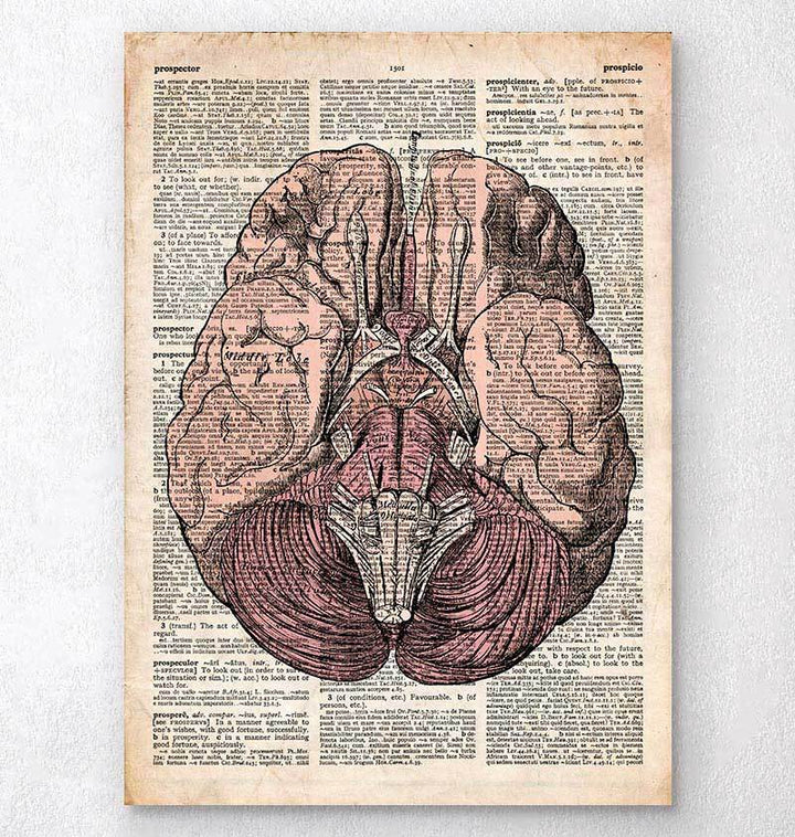 Brain anatomy dictionary art print