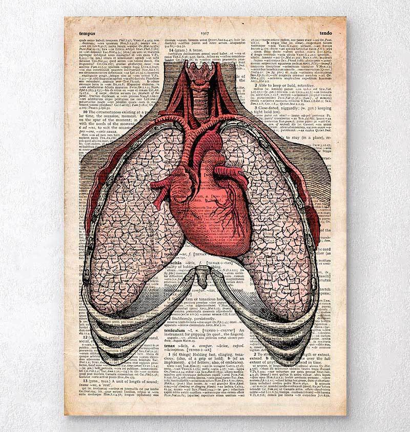 Heart and lungs dictionary art print