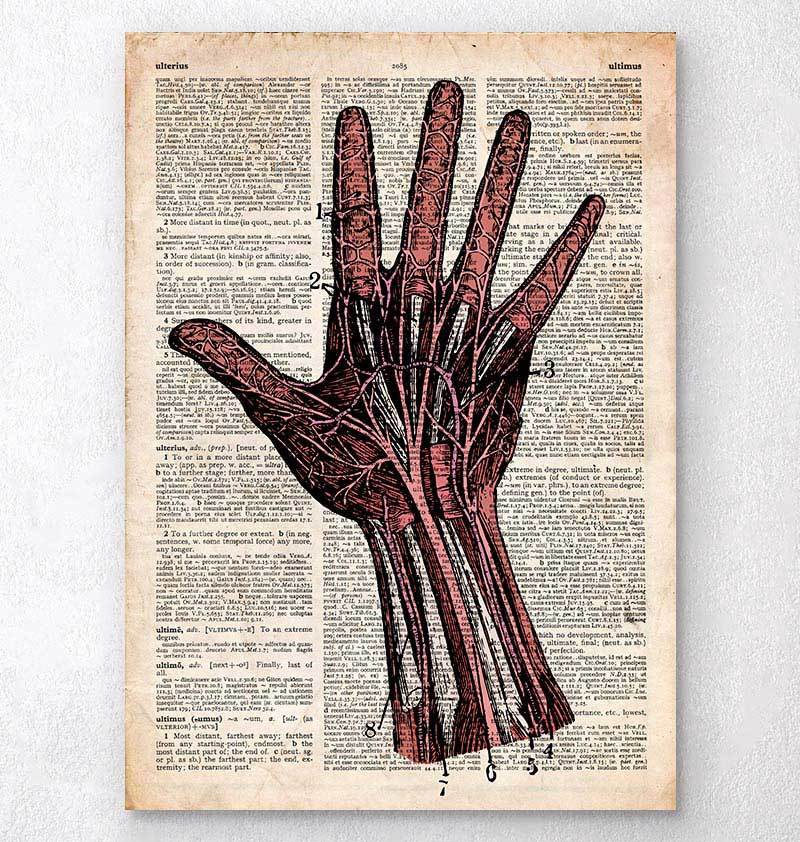 Human hand bones anatomy drawing with a pen Vector Image
