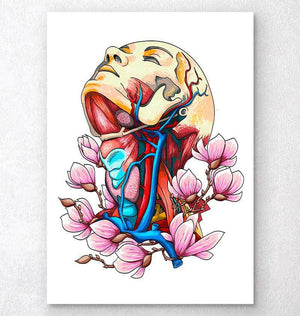 Head, neck and arteries art print